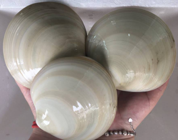 Sò bơ Mỹ thường sống trong trong những vùng cát hoặc sỏi đất và xuất hiện chủ yếu ở vùng biển có sự lên xuống của thủy triều. Ngoài ra, sò bơ Mỹ còn được đánh bắt ở độ sâu khoảng 10 mét so với mực nước biển. Ảnh: Daohaisan.