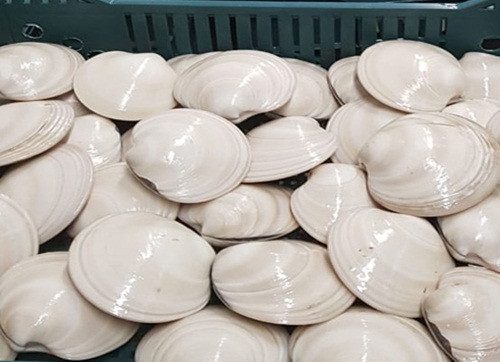 Tuy nhiên, do giá cả khá đắt nên hiện sò bơ Mỹ không nhiều nơi bán. Khách thường là nhà hàng cao cấp đặt mua phục vụ giới nhà giàu. Ảnh: Hieuhaisan.