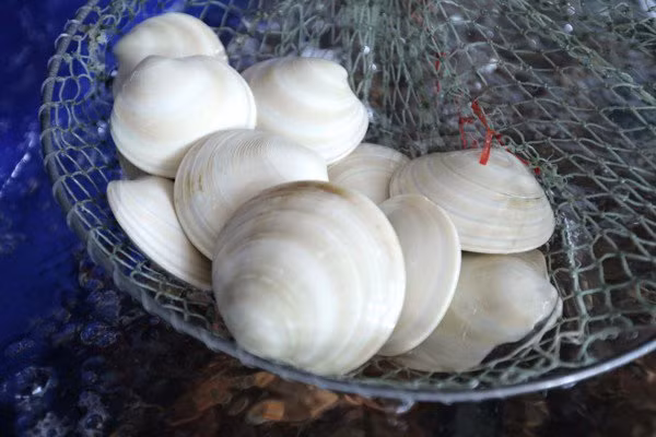 Sò bơ Mỹ có hình dáng tương tự như ngao của Việt Nam nhưng có kích thước lớn hơn (từ 3-7 con/kg). Ảnh: Daohaisan.