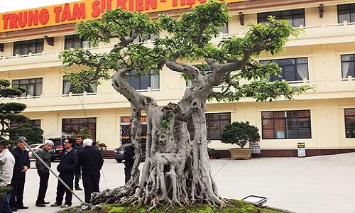 Không chỉ sở hữu cây sanh “mâm sôi con gà”, được giới chơi cây đồn thổi giá trị lên đến hàng chục tỷ đồng, ông Nguyễn Thành Nam (TP. Việt Trì, Phú Thọ) còn sở hữu cây sanh “ngai vàng”, ông đã “sang ngang” sáu lô đất để sở hữu cây.