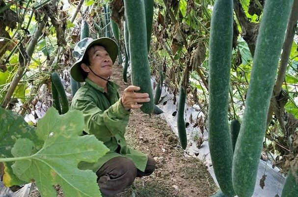 Trước đây, giá bí xanh thấp nhất cũng chỉ 4.000 đồng/kg, nhưng nay chỉ còn 2.000 đồng/kg. Ảnh: Baonghean.