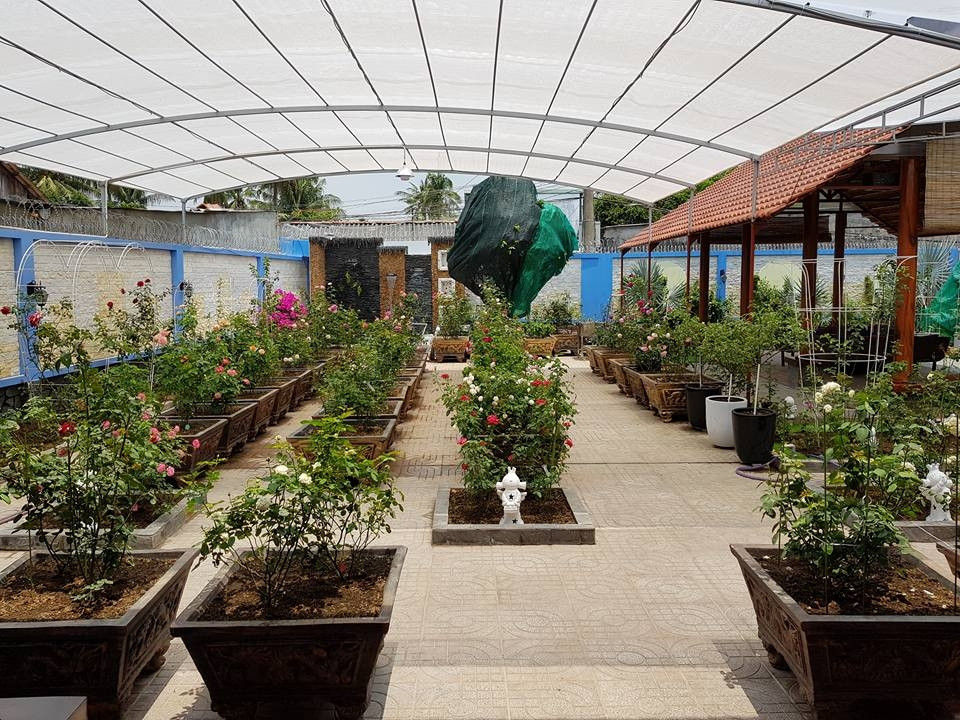 Sân vườn rực rỡ với đủ các loài hoa hồng. Ảnh: ĐSPL.