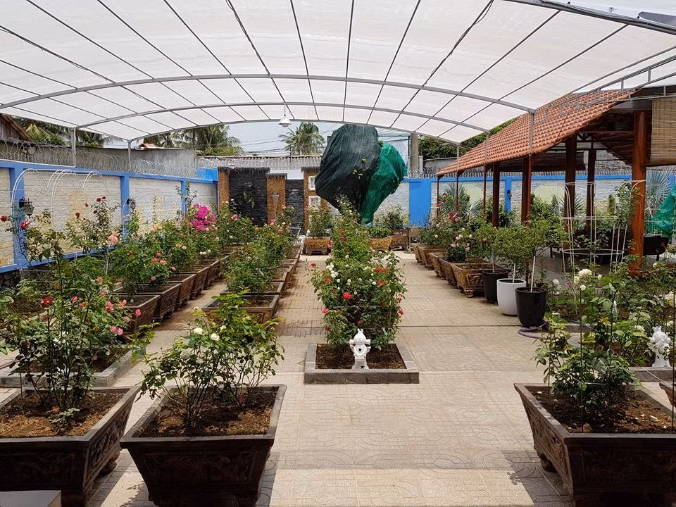 Sân vườn rực rỡ với đủ các loài hoa hồng. Ảnh: ĐSPL.