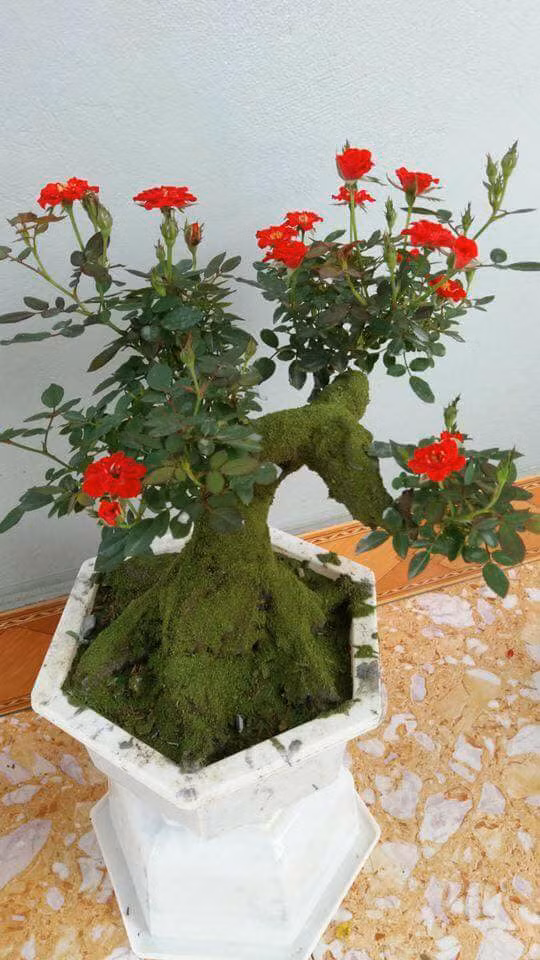 Hồng bonsai đắp rêu kết hợp sắc màu sặc sỡ của hoa và dáng uốn của thân cây tạo sản phẩm đẹp mắt. Ảnh: FB Ngô Hồng Hạnh.