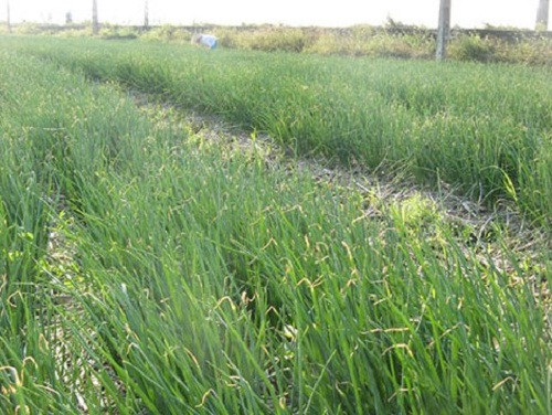 Hiện tại, hành vào chính vụ nên giá thấp hơn khoảng 12.000 - 13.000 đồng/kg. Ảnh: Infonet.