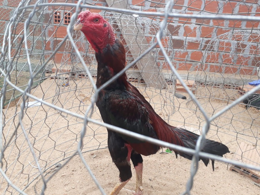 Gà chiến tại trường gà ông trùm Lượm ở Krông Pa (Gia Lai).