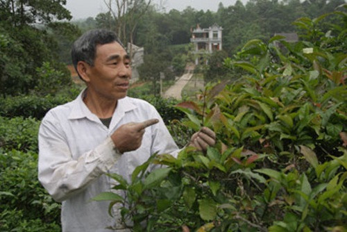 Không chỉ có ở Thái Nguyên, chè tím mọc nhiều ở các tỉnh Lào Cai, Yên Bái, Phú Thọ... Ảnh: Dân Việt.