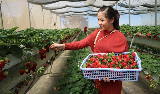 Những quả dâu tây chín mọng, đều và ngọt khiến du khách thích thú. Ảnh: SGGP.