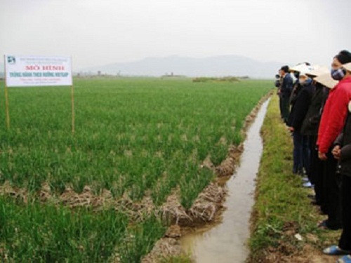 Từ đây, hành tươi được đưa đi tiêu thụ khắp nơi trên cả nước như Hà Nội, Hải Phòng, TP HCM…Ảnh: Vaas.