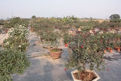 Vườn hồng có trên 1.500 loại hồng cổ nội địa, hồng ngoại đến từ các nước Anh, Trung Quốc, Nhật Bản, Ý... Các cây hoa hầu hết đều nở quanh năm, 4 mùa tỏa hương, khoe sắc rực rỡ.