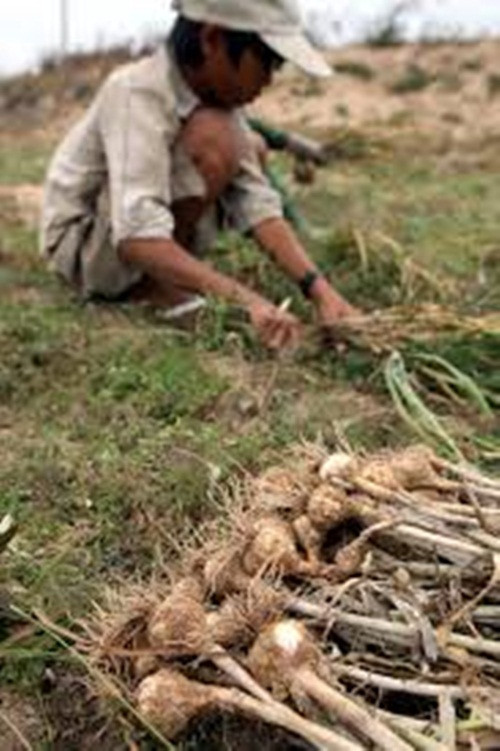 Nếu thời tiết thuận lợi, mỗi sào tỏi thu được 5 tấn. Nếu bị hạn hán thất thu mỗi sào cho thu hoạch 3 tạ. Ảnh: Dân Việt.