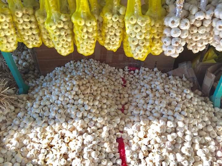 Hiện, diện tích trồng tỏi tại Ninh Thuận đạt trên 210 ha, tập trung ở các huyện Ninh Hải, Thuận Bắc và thành phố Phan Rang - Tháp Chàm. Ảnh: FB Dặc sản Phan Rang.