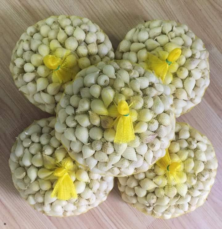 Tỏi Phan Rang thường được thương lái nhập để làm nguyên liệu ủ tỏi đen. Ảnh: FB Dặc sản Phan Rang.