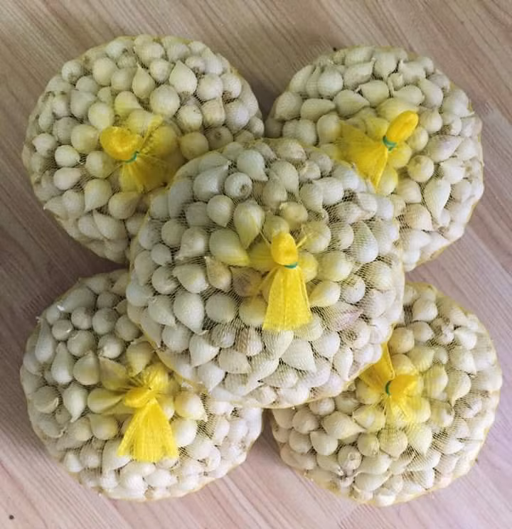 Tỏi Phan Rang thường được thương lái nhập để làm nguyên liệu ủ tỏi đen. Ảnh: FB Dặc sản Phan Rang.