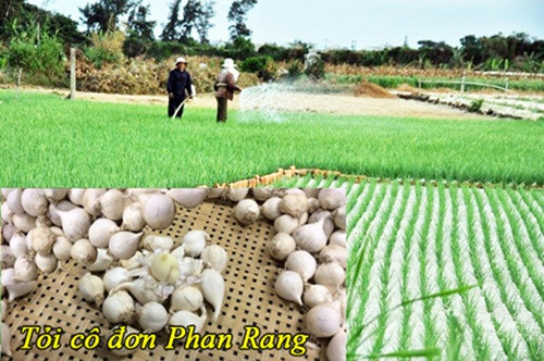 Năm nay, tỏi Phan Rang được mùa, giá trung bình 60.000 đồng/kg tỏi khô. Thời điểm khan hiếm thì giá tăng lên mức 150.000 - 200.000 đồng/kg. Ảnh: Asia.