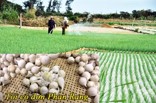 Năm nay, tỏi Phan Rang được mùa, giá trung bình 60.000 đồng/kg tỏi khô. Thời điểm khan hiếm thì giá tăng lên mức 150.000 - 200.000 đồng/kg. Ảnh: Asia.