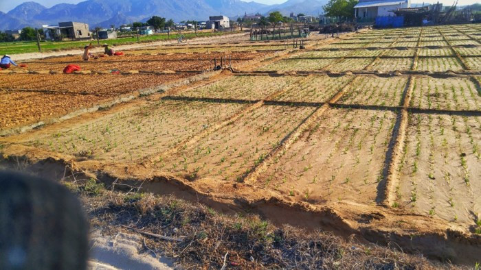 Nghề trồng tỏi nơi đây đã giúp nhiều người dân thoát nghèo và ổn định cuộc sống. Ảnh: Zing.