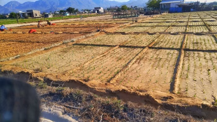 Nghề trồng tỏi nơi đây đã giúp nhiều người dân thoát nghèo và ổn định cuộc sống. Ảnh: Zing.