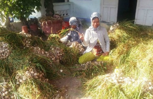 So với tỏi Lý Sơn, tỏi Phan Rang rất cay và thơm nồng. Ảnh: Dacsanphanrang.