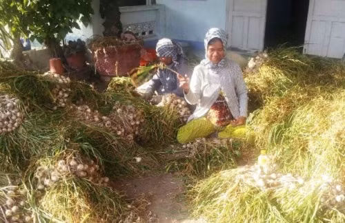 So với tỏi Lý Sơn, tỏi Phan Rang rất cay và thơm nồng. Ảnh: Dacsanphanrang.