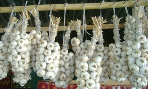 Tỏi Phan Rang màu trắng, củ nhỏ và vừa, không mềm, lép. Ảnh: Baoninhthuan.