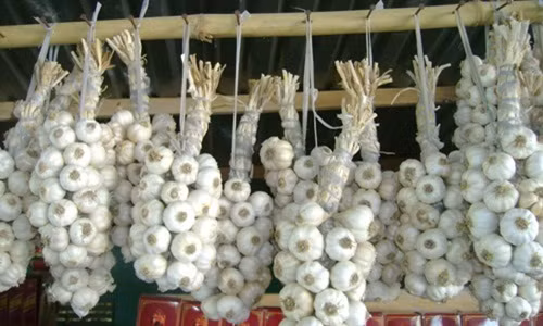 Tỏi Phan Rang màu trắng, củ nhỏ và vừa, không mềm, lép. Ảnh: Baoninhthuan.