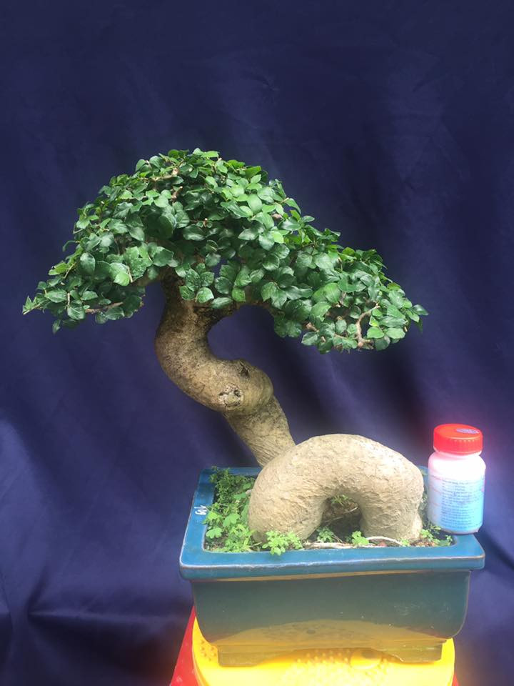 Duối bonsai thân mập chỉ cao 35 cm. Ảnh: Bonsai Tam.