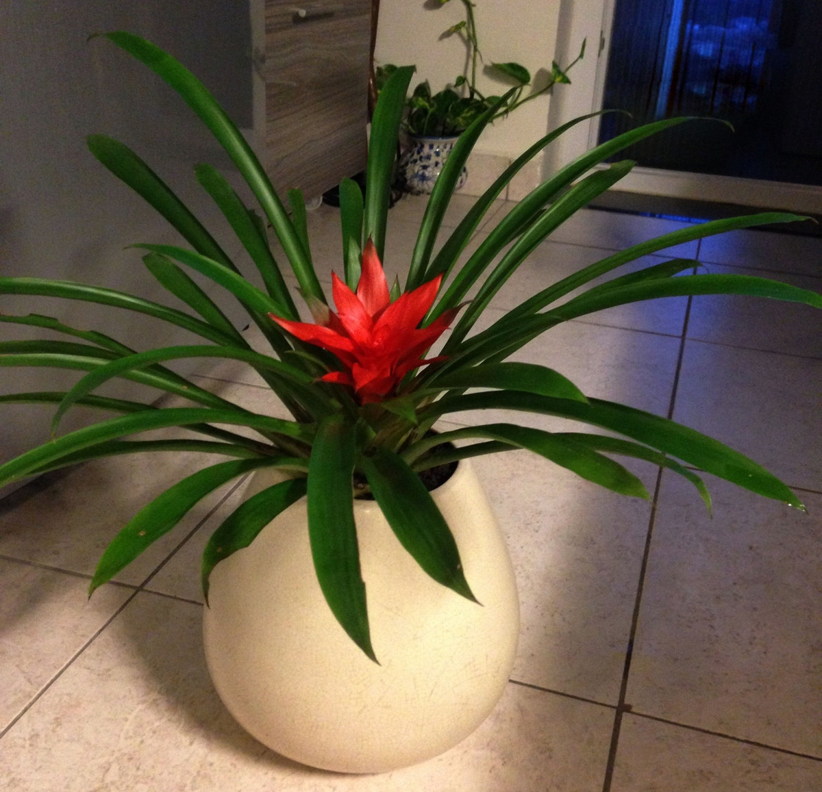 Dứa cảnh nến không chỉ có hình dáng đẹp mà còn có kỹ thuật trồng đơn giản, không tốn quá nhiều công chăm sóc. Ảnh: Hula Trees.