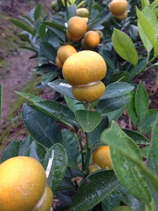 Bên cạnh quất bonsai hình chó, một số nhà vườn năm nay còn ra mắt quất hồ lô vô cùng ngộ nghĩnh. Ảnh: FB Trân Hương Giang.