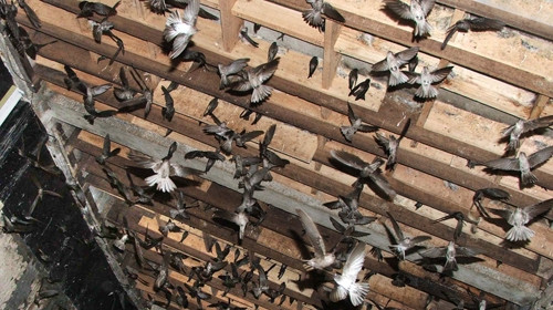 Thời gian gần đây, nhờ điều kiện môi trường tự nhiên thuận lợi, việc nuôi chim yến ngày càng phát triển ở nhiều huyện tại Kiêng Giang. Ảnh: Yensaoadong.