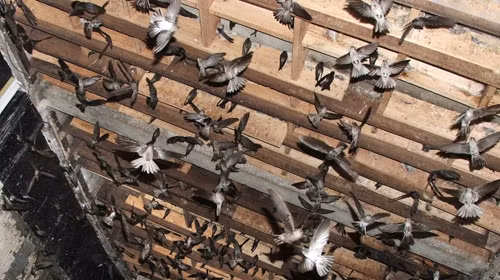 Thời gian gần đây, nhờ điều kiện môi trường tự nhiên thuận lợi, việc nuôi chim yến ngày càng phát triển ở nhiều huyện tại Kiêng Giang. Ảnh: Yensaoadong.