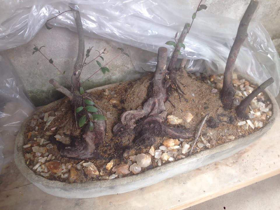 Sim tím cổ, gồm 3 cụm gốc siêu già. Ảnh: FB Hảo Tô.