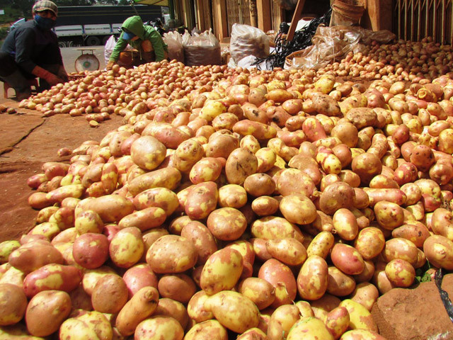 Chi cục BVTV tỉnh Lâm Đồng cũng công bố các tiêu chí để nhận diện khoai tây Đà Lạt với khoai tây Trung Quốc. Ảnh: Dân Việt.