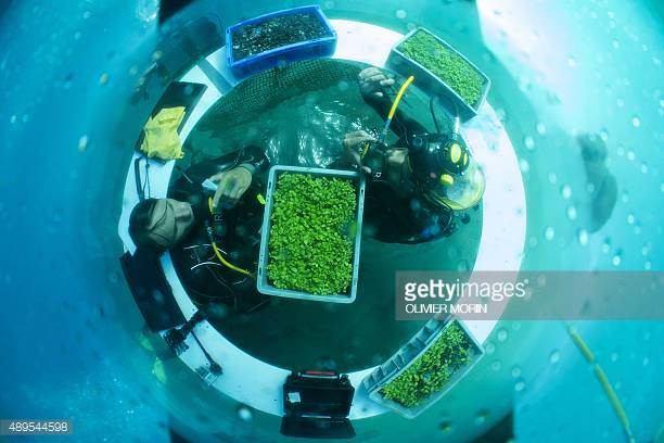 Đây là trang trại dưới nước đầu tiên trên thế giới. Ảnh: Getty Images.