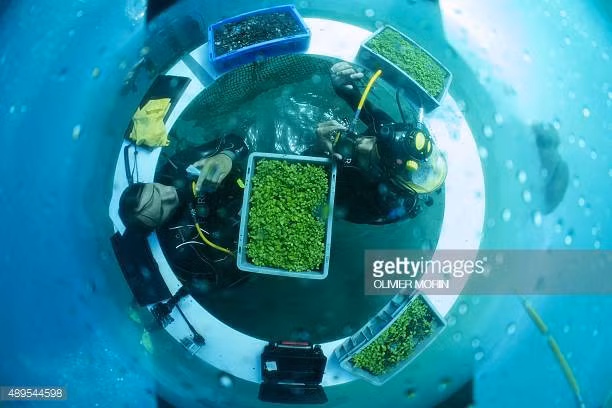 Đây là trang trại dưới nước đầu tiên trên thế giới. Ảnh: Getty Images.