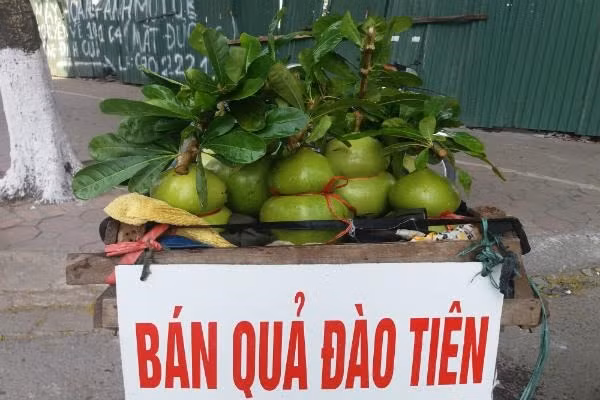 Việc tạo dáng, khắc chữ lên đào tiên hồ lô mang lại giá trị kinh tế cao. Ảnh: Infonet.