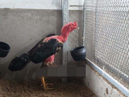 Nam còn tỉ mỉ thiết kế chuồng hợp lý để gà có khoảng không tắm nắng hàng ngày. Ảnh: Vietnamplus.