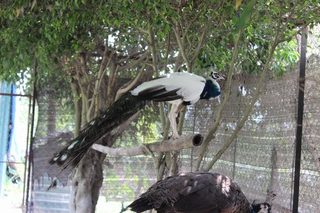 Hiện, số lượng chim công ngũ sắc tại Việt Nam tồn tại không quá 20 cá thể chim bố mẹ. Ảnh: Vuonchimviet.