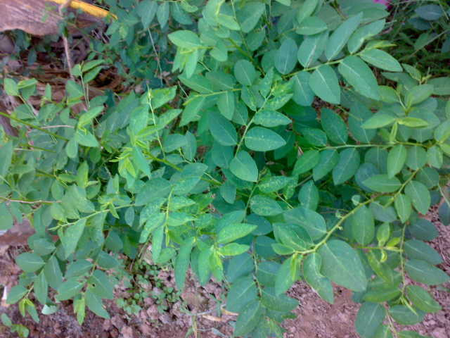 Cây rau ngót có thể trồng bằng thân hoặc gieo hạt. Tuy nhiên, khi trồng bằng hạt tỷ lệ nảy mầm rất thấp và lâu cho thu hoạch. Ảnh: Dân Việt.