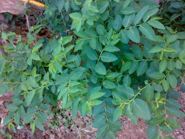 Cây rau ngót có thể trồng bằng thân hoặc gieo hạt. Tuy nhiên, khi trồng bằng hạt tỷ lệ nảy mầm rất thấp và lâu cho thu hoạch. Ảnh: Dân Việt.