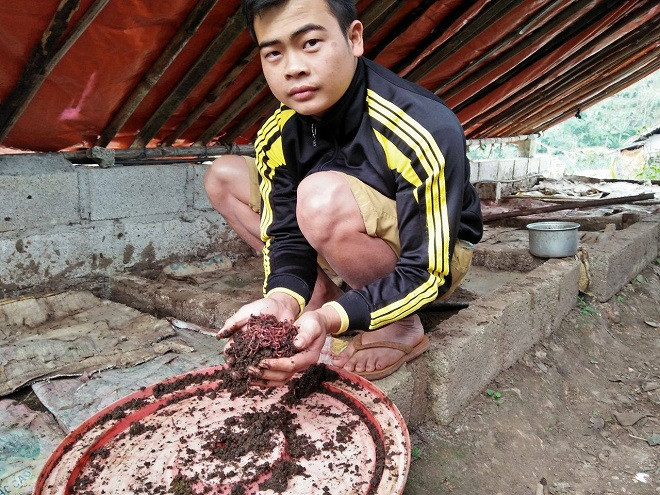Ấn tượng với mô hình nuôi giun quế, chàng trai trẻ Lý Văn Quyết (Lạng Sơn) quyết định thử sức để làm giàu. Ảnh: Dân Việt.