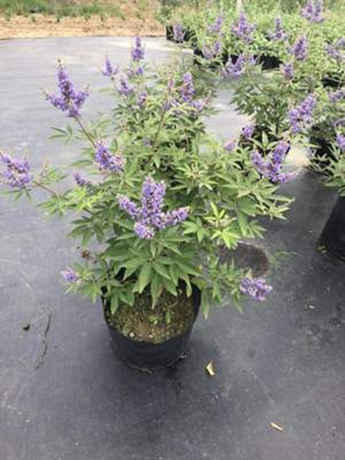 Mỗi chậu cây trinh nữ Địa Trung Hải có giá khoảng 900.000 đồng. Ảnh: FB Vinhlan Hoabanglang.