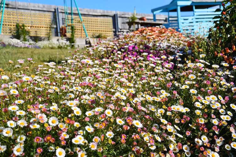 Khu vườn hoa rộng đến 700m2 của chị Luyến Morrison ở Australia như khiến du khách lạc vào chốn thần tiên, ngập tràn sắc hương. Ảnh: FB Luyến Morrison.