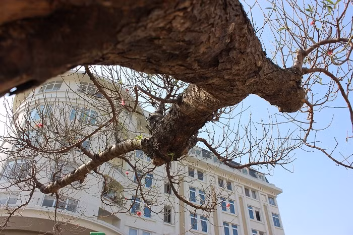 Gốc đào cao hơn 2 mét, có hình dáng rồng bay lên trời. Ảnh: Doisongphaply.