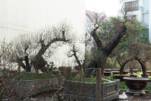 Hai gốc đào rừng thế "long quấn thủy" có tuổi đời lên tới 80 năm, đường kính thân 50cm và cao gần 2m. Ảnh: Dân Việt.