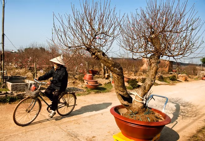 Gốc đào thân luỗng có giá thuê trên 50 triệu đồng. Ảnh: Zing.