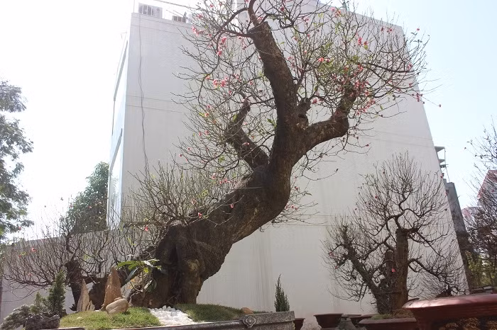 Gốc đào rừng thế "Long quấn thuỷ" có giá 120 triệu trên đồng. Ảnh: Doisongphaply.