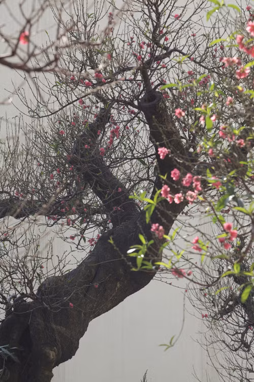 Sau khi đưa lên chậu, hai gốc đào được chăm sóc theo chế độ đặc biệt, sao cho vừa mang vẻ đẹp cổ kính, vừa có vẻ đẹp của đào Nhật Tân. Ảnh: Dân Việt.