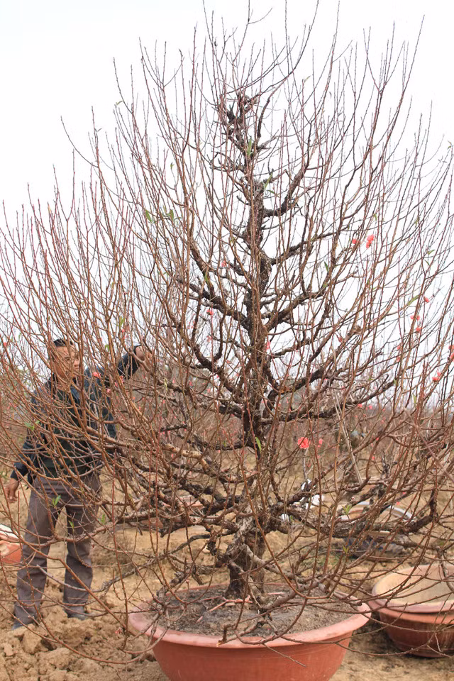 Gốc đào dáng "thông cổ thụ" vô cùng đặc biệt. Ảnh: Suckhoedoisong.