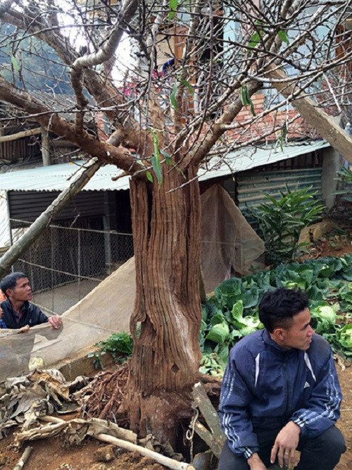 Đặc biệt, cây đào được mọc ra từ gốc cây co liêng cổ thụ. Ảnh: Lao động.